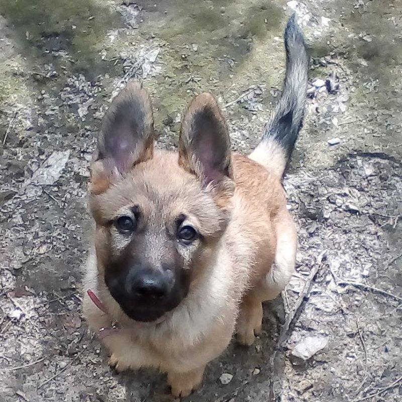 A woman heard a pitying squeak from a trash can – a puppy was freezing there