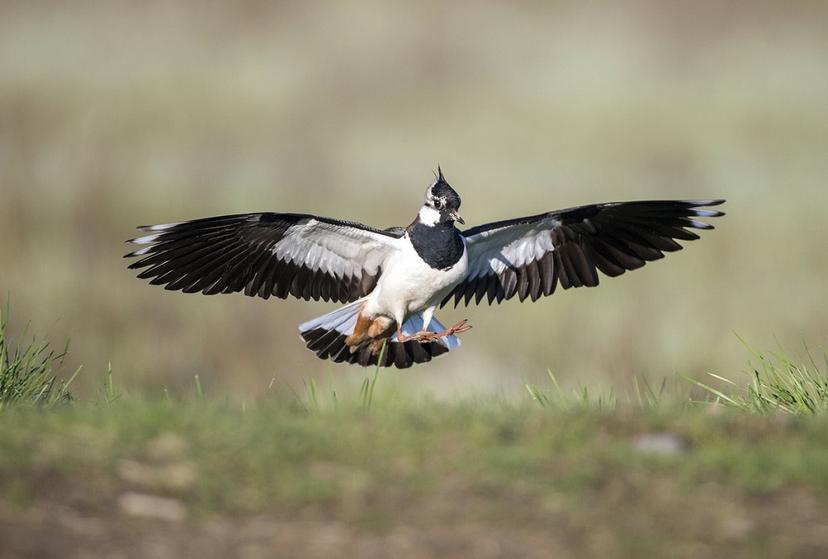 The Northern Lapwing (Vanneau Huppé) Nature’s Lively Acrobat