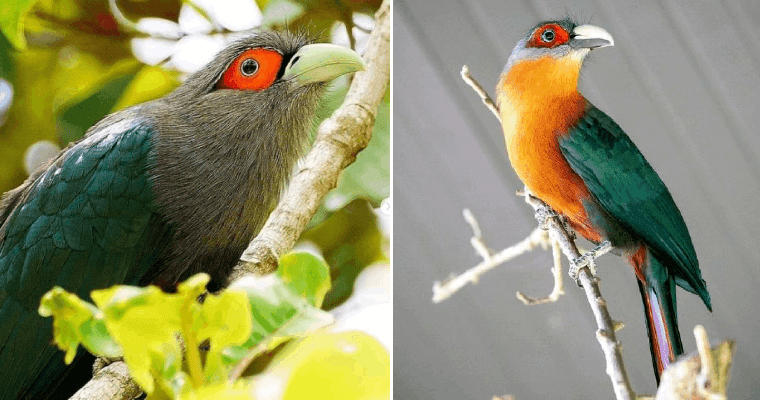 A Clown-Like Bird That Is Sure To Turn Your Heads, A Striking Bird